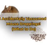 I Accidentally Vacuumed Mouse Droppings! (What to Do)