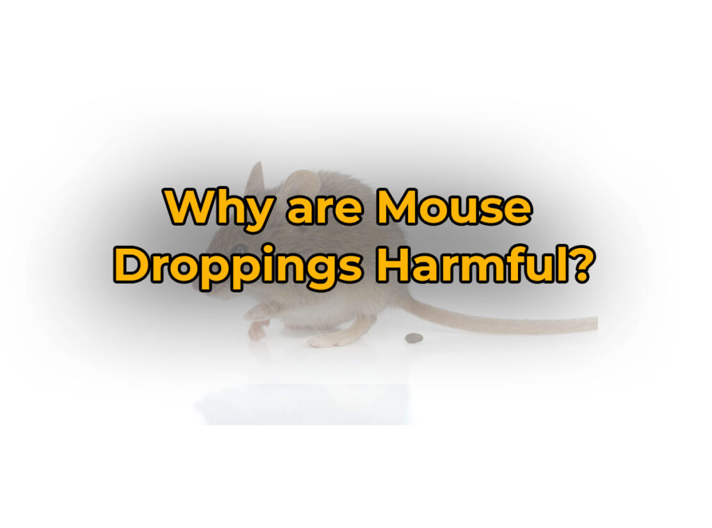 Why are Mouse Droppings Harmful?