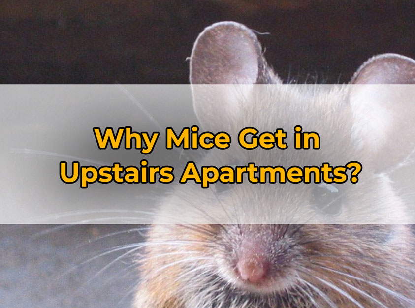 Why Mice Get in 
Upstairs Apartments?